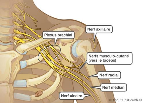 plexus brachial 1